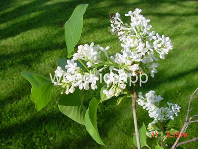 Syringa vulgaris