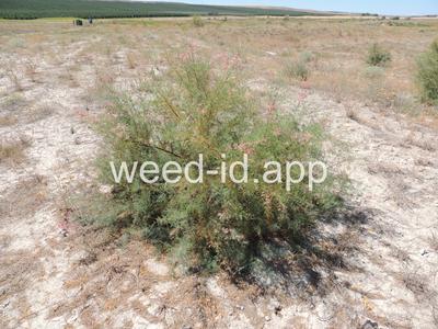Tamarix chinensis