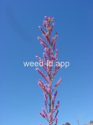 Tamarix ramosissima