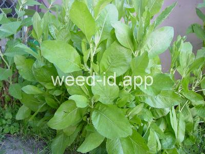 costmary