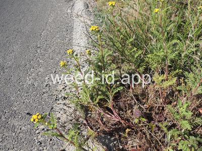 Tanacetum bipinnatum