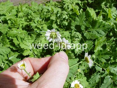 feverfew