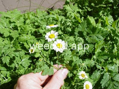 feverfew