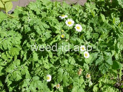 feverfew