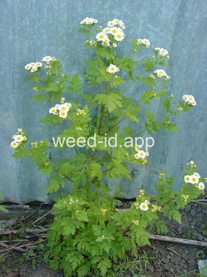 feverfew