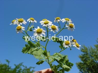 feverfew