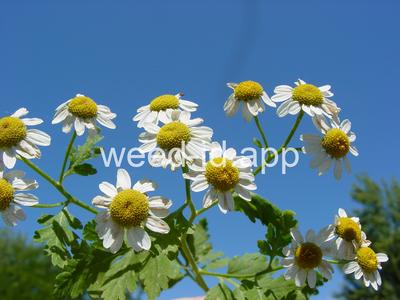 feverfew
