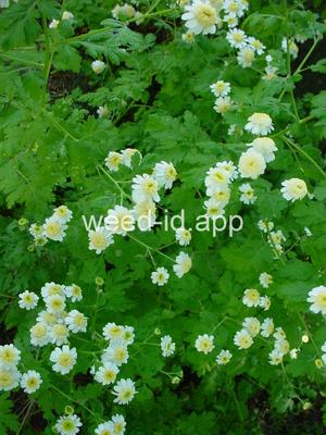 feverfew