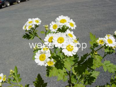 feverfew