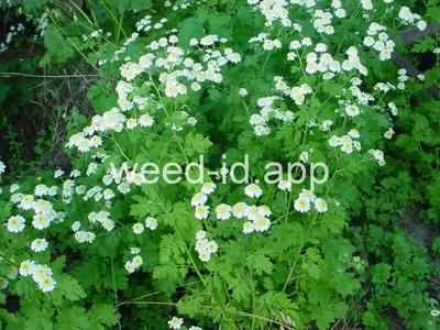 feverfew