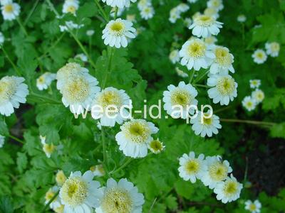 feverfew