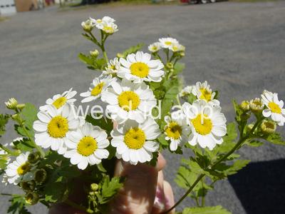 feverfew