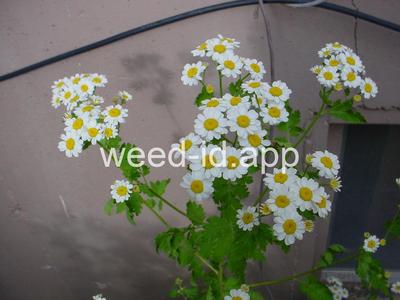 feverfew