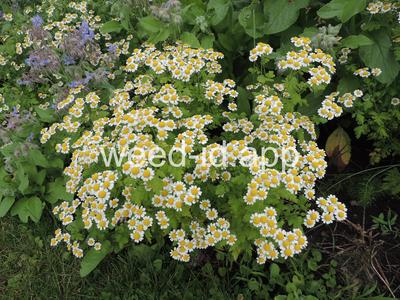 feverfew