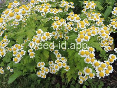 feverfew