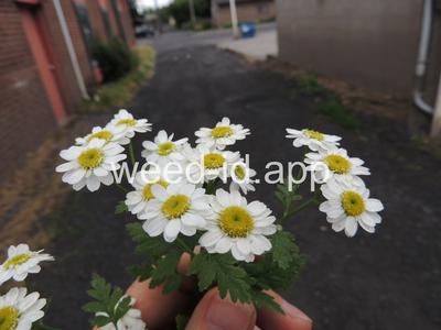feverfew