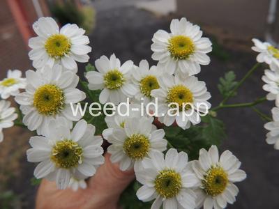 feverfew