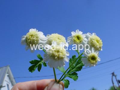 feverfew