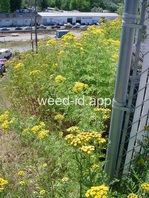 tansy, common