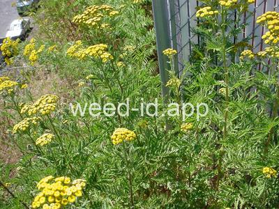 tansy, common