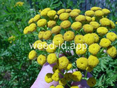 tansy, common
