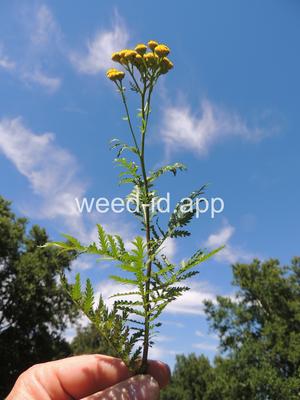 tansy, common