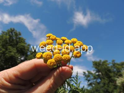 tansy, common