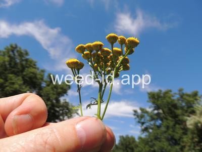 tansy, common