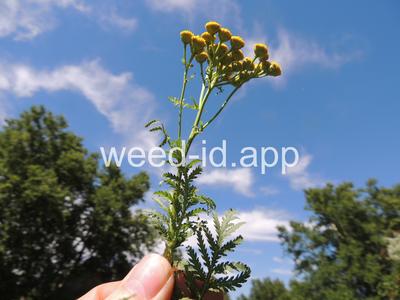 tansy, common