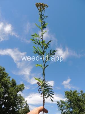 tansy, common