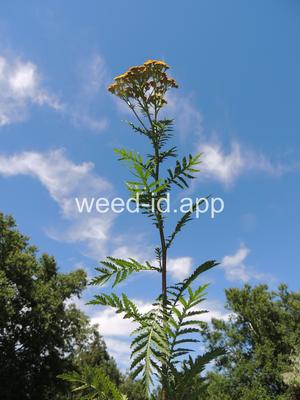 tansy, common