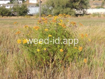 tansy, common