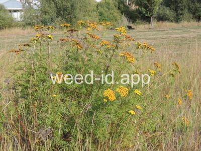 tansy, common