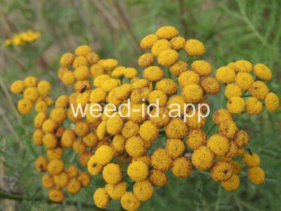 tansy, common