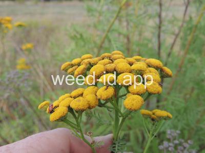 tansy, common