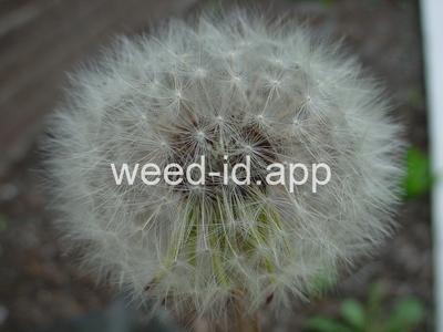 dandelion, smooth