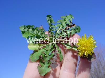 dandelion, smooth