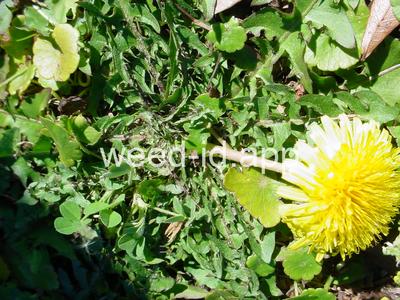 dandelion, smooth