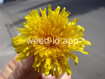 dandelion
