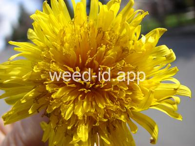 dandelion