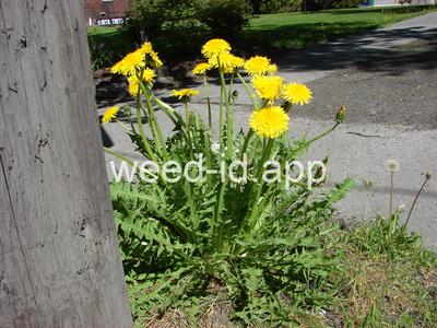 dandelion