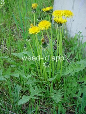 dandelion