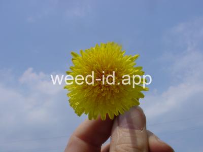 dandelion