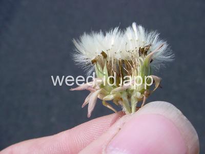 dandelion