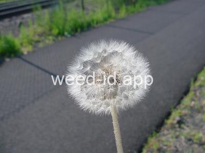 dandelion