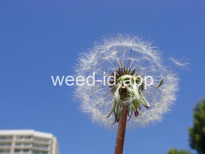 dandelion