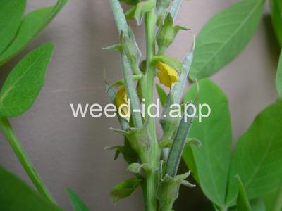 golden pea, mountain