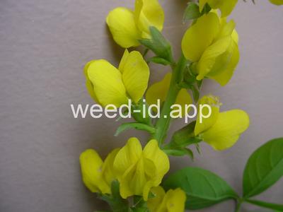golden pea, mountain