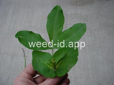 golden pea, mountain