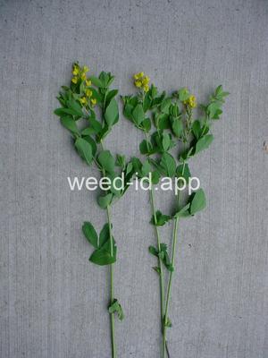 golden pea, mountain